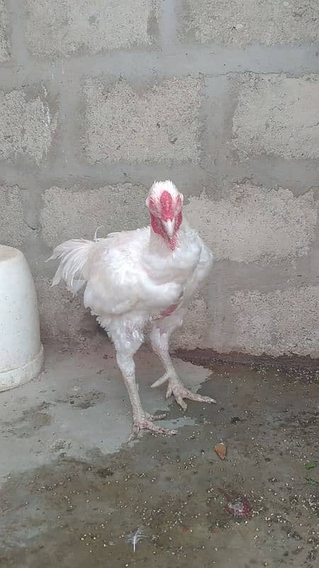 Paper white heera breeder 4