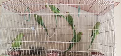 7 adad green parrots