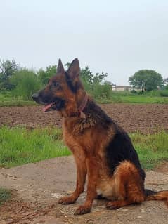 I want to sale my gsd female