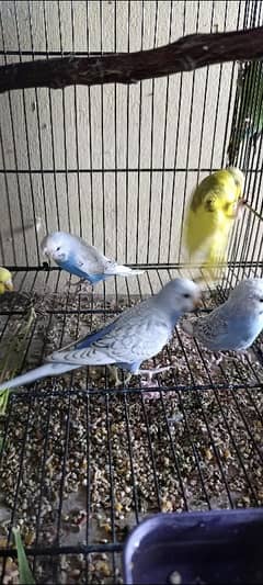 Lovebirds and Australian parrots for sale