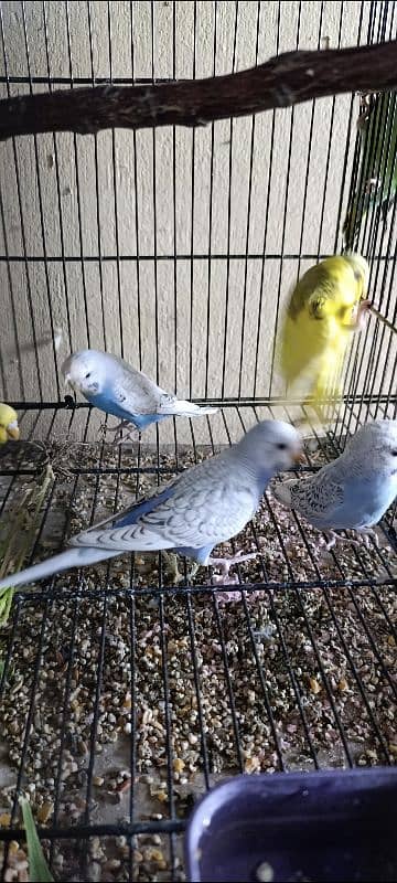 Lovebirds parrots for sale 0