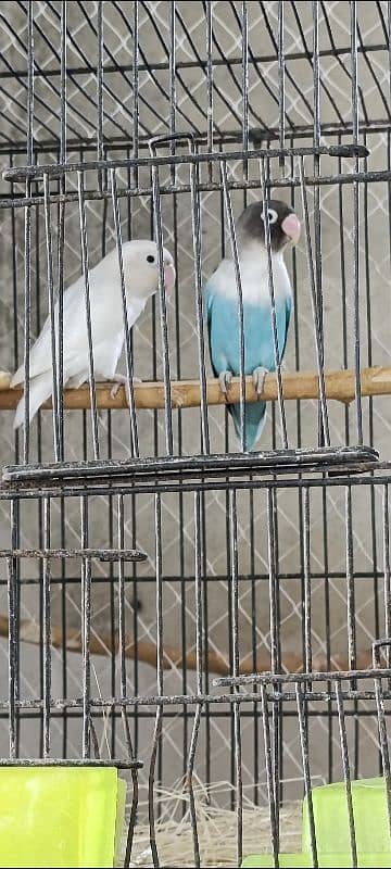 Lovebirds parrots for sale 1