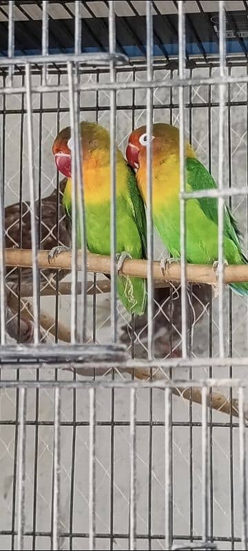 Lovebirds parrots for sale 2