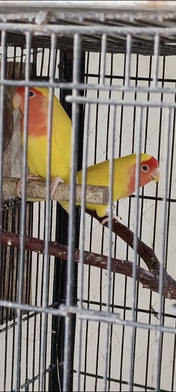 Lovebirds parrots for sale 3