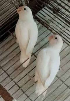 albino / ino  breeder pair love bird (contact olx chat ) 0