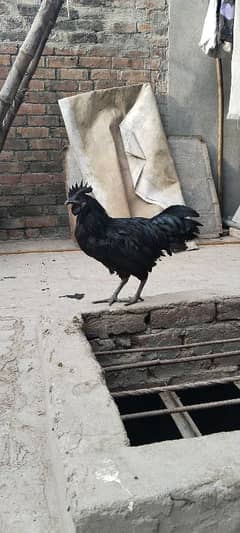 ayam