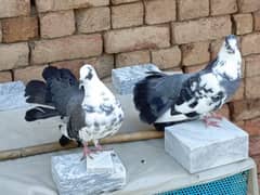 2500 Laky Good health and active breeder pigeon call 03019527026 0