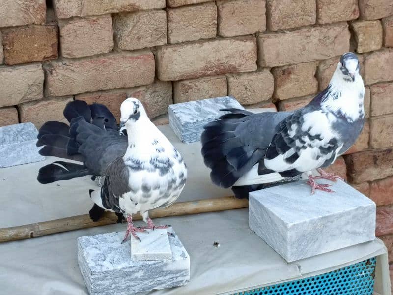 2500 Laky Good health and active breeder pigeon call 03019527026 0