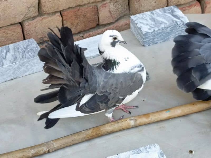 2500 Laky Good health and active breeder pigeon call 03019527026 2