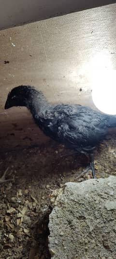 PURE AUSTRALORP, EGYPTIAN FAYOUMI CHICKS FOR SALE