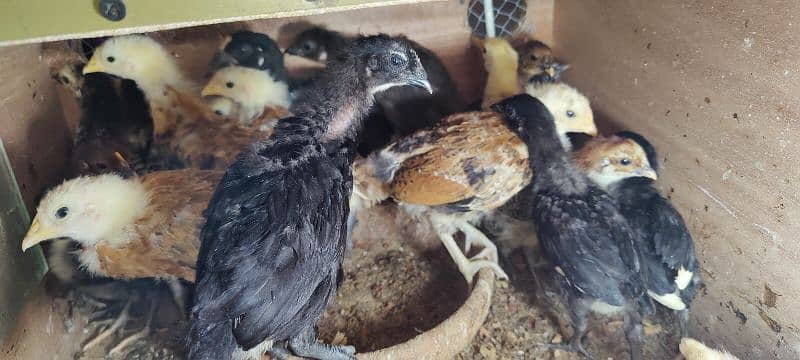 PURE AUSTRALORP, EGYPTIAN FAYOUMI CHICKS FOR SALE 1