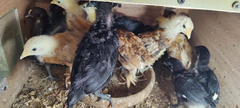 PURE AUSTRALORP, EGYPTIAN FAYOUMI CHICKS FOR SALE 2