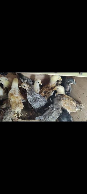 PURE AUSTRALORP, EGYPTIAN FAYOUMI CHICKS FOR SALE 3