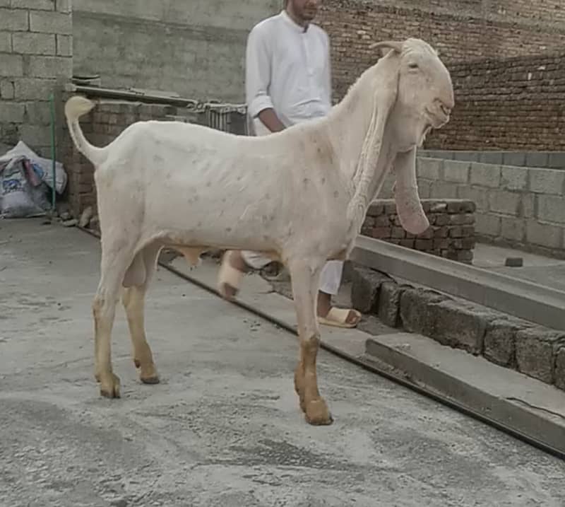 Sindhi gulabi breeder 0