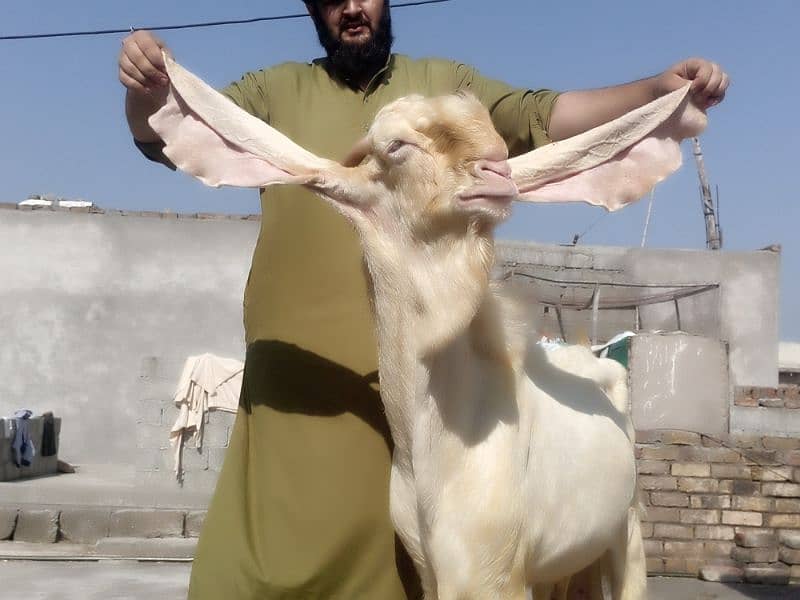 Sindhi gulabi breeder 1