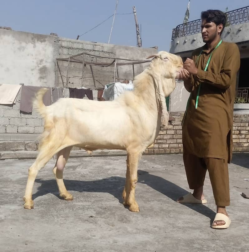 Sindhi gulabi breeder 2