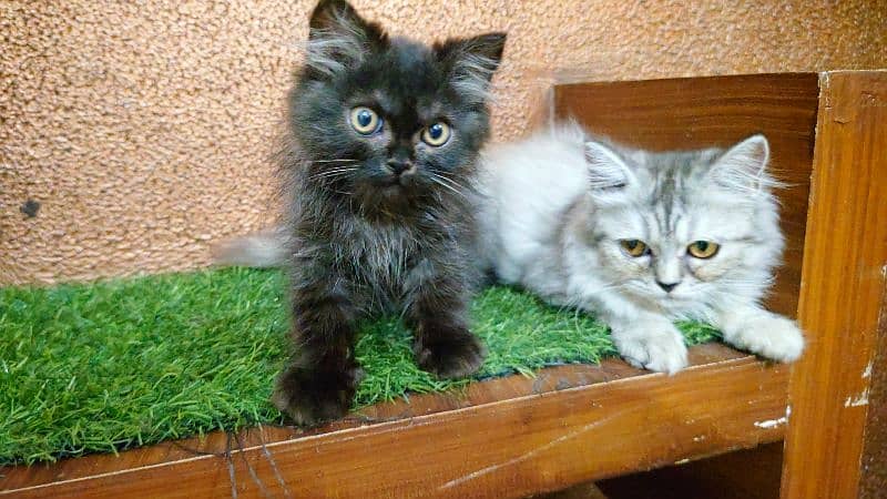 persian semi punch kittens  triple coated different prices 11