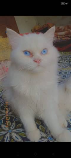 male cat for sale urgently 0