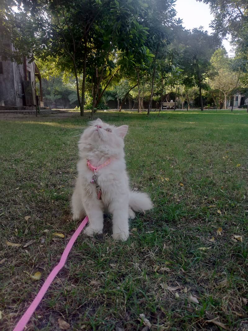 70days old Persian kitten double triple coat very active and playful 2