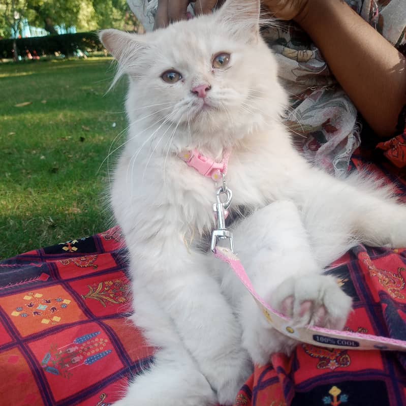 70days old Persian kitten double triple coat very active and playful 3