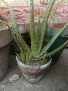 Aelovera plant for sale