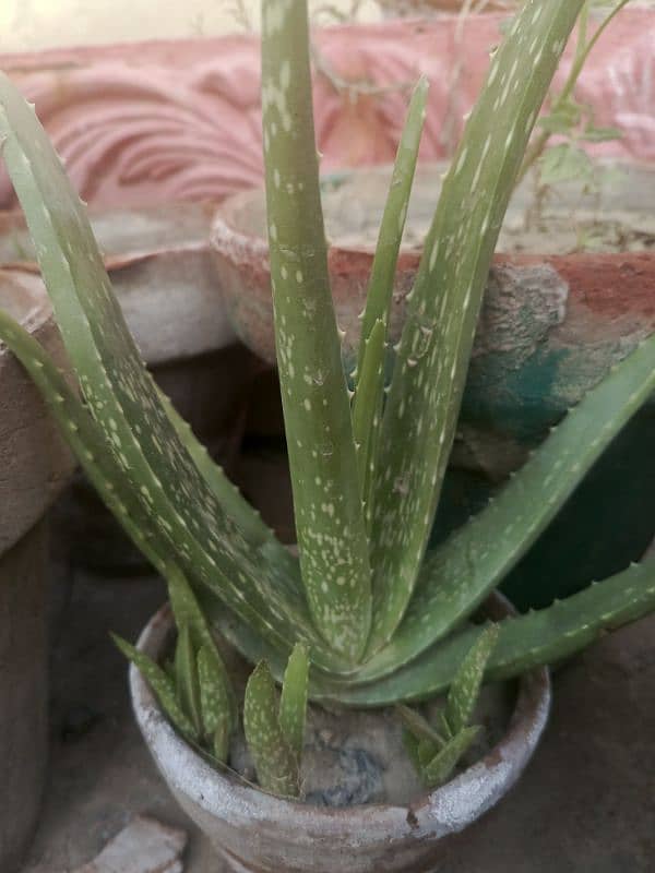 Aelovera plant for sale 1