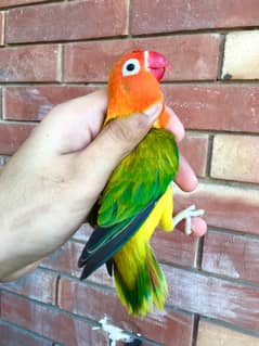 green Opaline/blue breeder female for sale