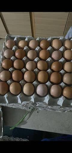 Lohman brown Eggs for sale