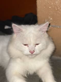 persian cat