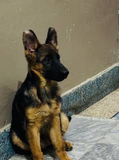 long coat puppy