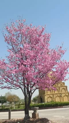 Arborist