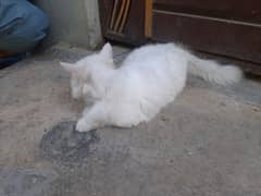 Persian cat 0