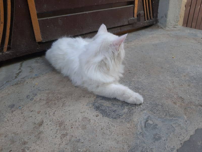 Persian cat 1