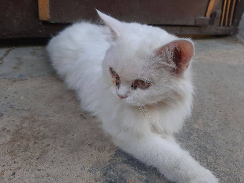 Persian cat 2