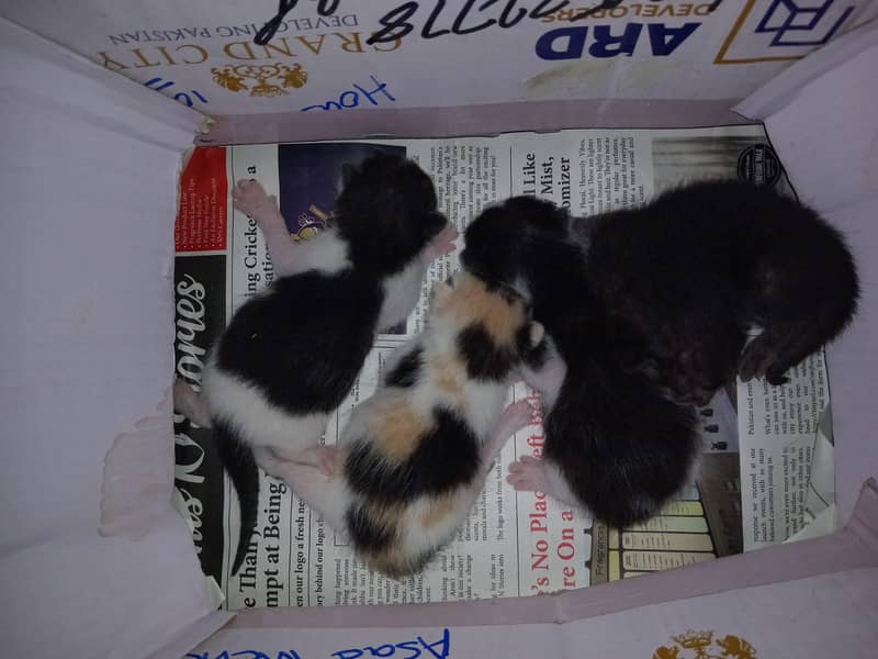 Name fly, and main cone, tripple coated with four kittens new born 3