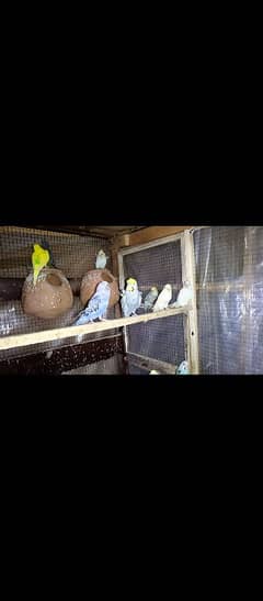 Budgies