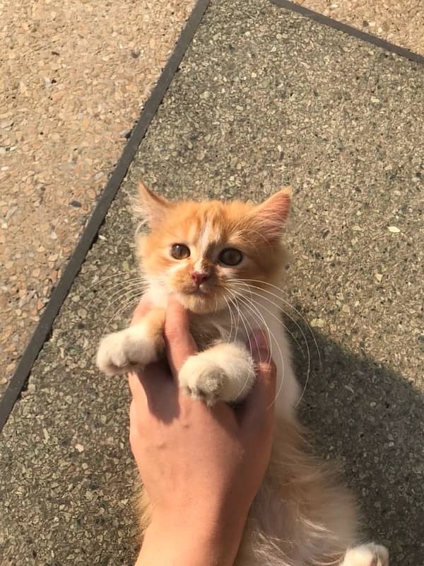 Three Months Old Double Coated Persian Kittens For Sale 1