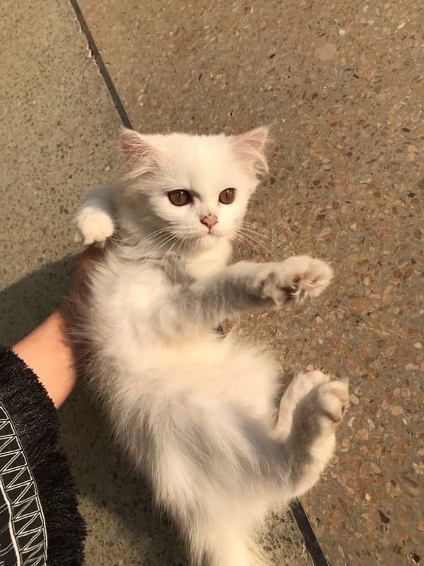 Three Months Old Double Coated Persian Kittens For Sale 2