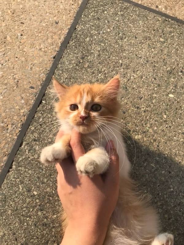 Three Months Old Double Coated Persian Kittens For Sale 3