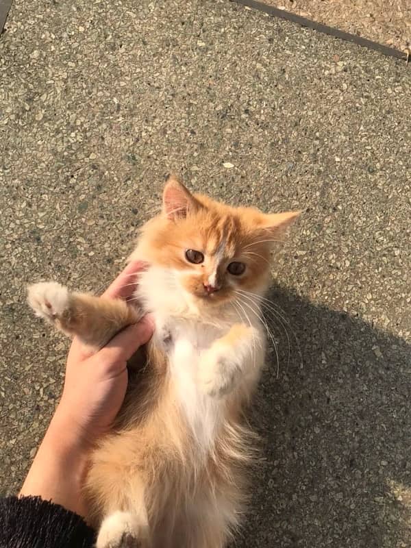 Three Months Old Double Coated Persian Kittens For Sale 5