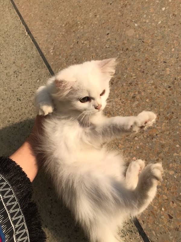 Three Months Old Double Coated Persian Kittens For Sale 8