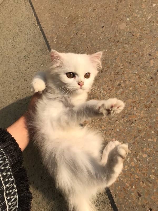 Three Months Old Double Coated Persian Kittens For Sale 10