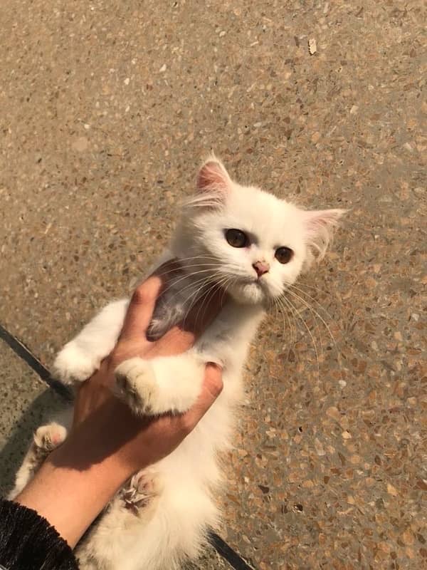 Three Months Old Double Coated Persian Kittens For Sale 12