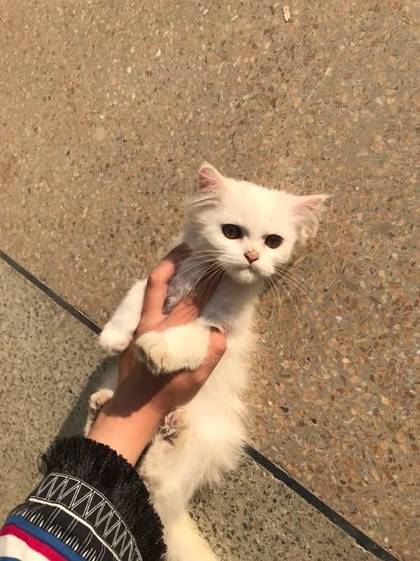 Three Months Old Double Coated Persian Kittens For Sale 17