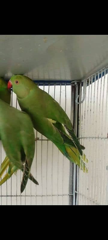 RINGNECK GREEN PARROTS PATHY AVAILABLE 1