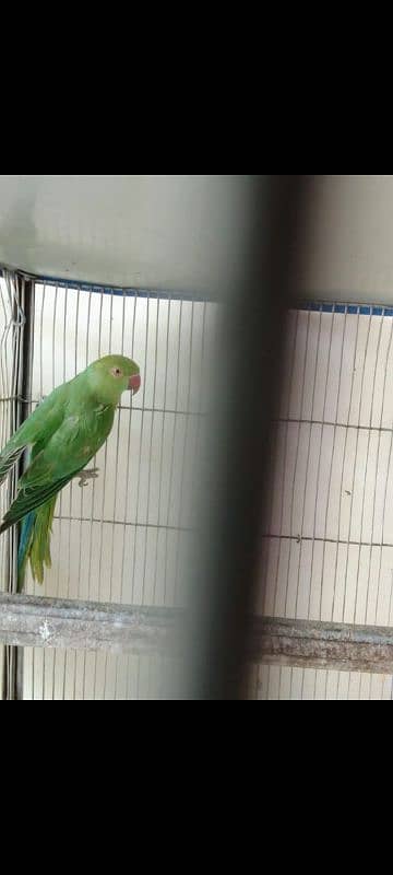 RINGNECK GREEN PARROTS PATHY AVAILABLE 3