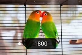 lovebirds Breeder pair