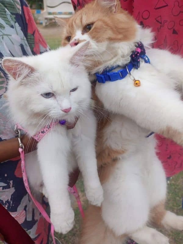 cats sale male female cats age 11month K haan dono double coat Persian 1