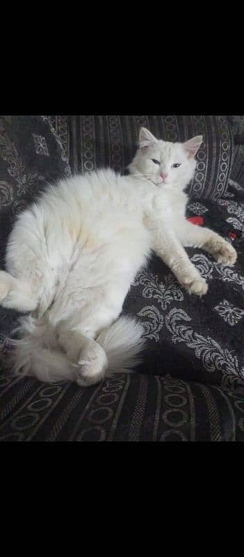 cats sale male female cats age 11month K haan dono double coat Persian 2