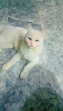 Cat  pair 25k , 36 Days, white color